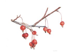 Malus sylvestris Decorative crabapples Watercolor and gouache 11 x 14