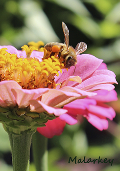 Taken at the ABC Gardens at Yunker Farm Fargo, ND