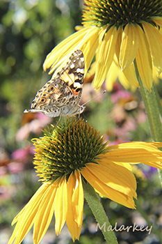 Taken at the ABC Gardens at Yunker Farm Fargo, ND