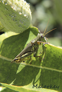 Taken at the ABC Gardens at Yunker Farm Fargo, ND
