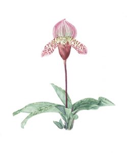 Brandi Malarkey, Artist. ItsAllMalarkey.com