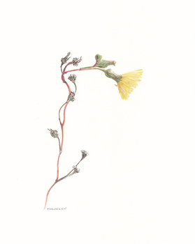 Hieracium canadense Canadian Hawkweed Watercolor 81/2 x 11