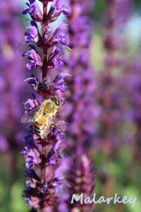 Taken at the Longfellow Gardens at Minnehaha Regional Park Minneapolis, MN