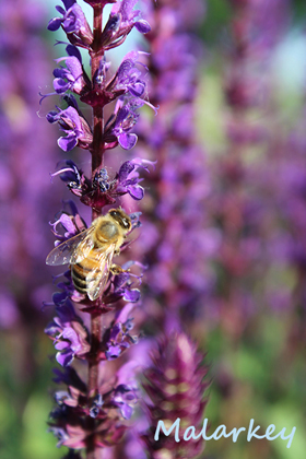 Taken at the Longfellow Gardens at Minnehaha Regional Park Minneapolis, MN
