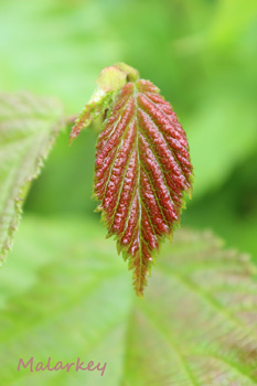Taken near Lake Superior in Grand Marais, MN