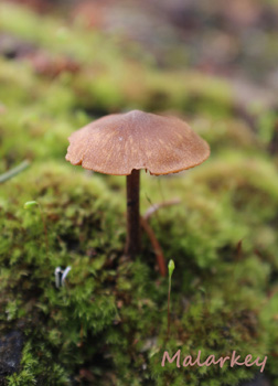 Taken near Lake Superior in Grand Marais, MN