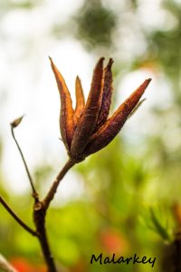 Taken near Lake Superior in Grand Marais, MN