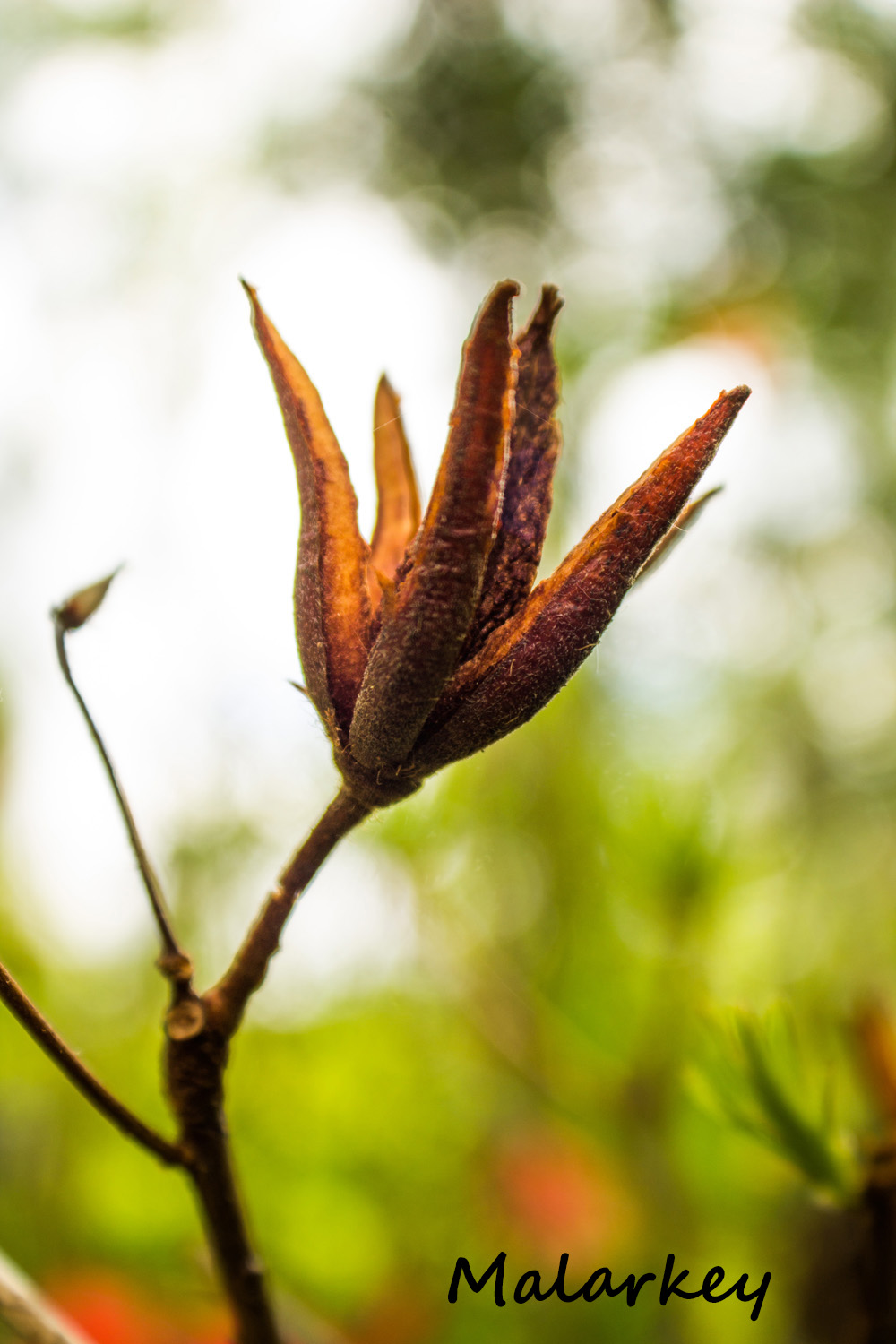 Taken near Lake Superior in Grand Marais, MN
