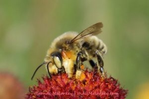 Brandi Malarkey, Artist