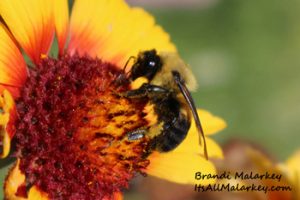 Brandi Malarkey, Artist