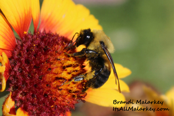 Brandi Malarkey, Artist