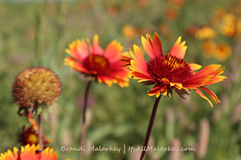 Brandi Malarkey, Artist.