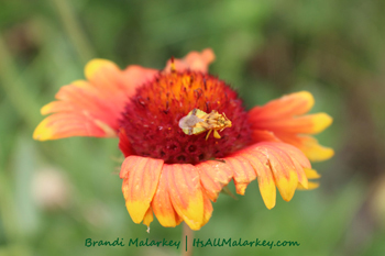 Brandi Malarkey, Artist