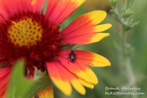 Brandi Malarkey, Artist