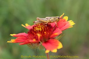 Brandi Malarkey, Artist