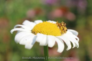 Brandi Malarkey, Artist. ItsAllMalarkey.com