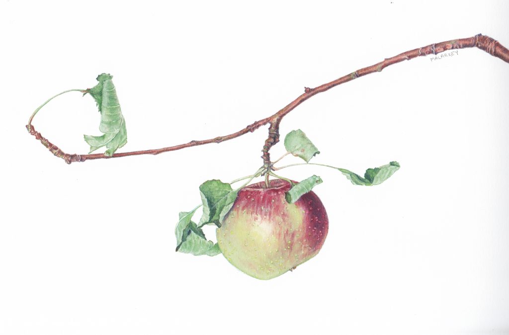 Malus pumila Apple branch Watercolor 11.5 x 9. Brandi Malarkey, artist. ItsAllMalarkey.com