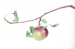 Malus pumila Apple branch Watercolor 11.5 x 9. Brandi Malarkey, artist. ItsAllMalarkey.com