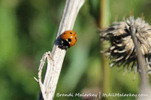 Brandi Malarkey, Artist. ItsAllMalarkey.com