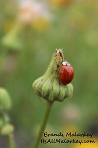 Brandi Malarkey, Artist. ItsAllMalarkey.com