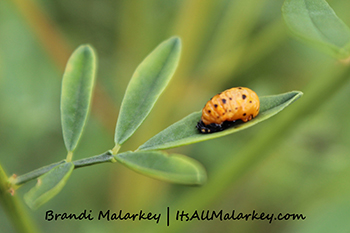 Brandi Malarkey, Artist. ItsAllMalarkey.com