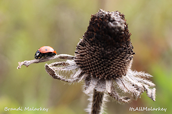 Brandi Malarkey, Artist. ItsAllMalarkey.com