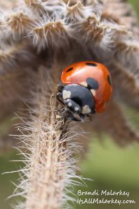 Brandi Malarkey, Artist. ItsAllMalarkey.com