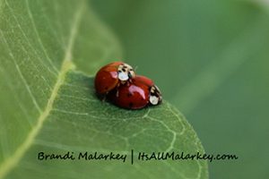 Brandi Malarkey, Artist. ItsAllMalarkey.com