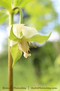 Image taken near Lake Superior in Grand Marais, MN