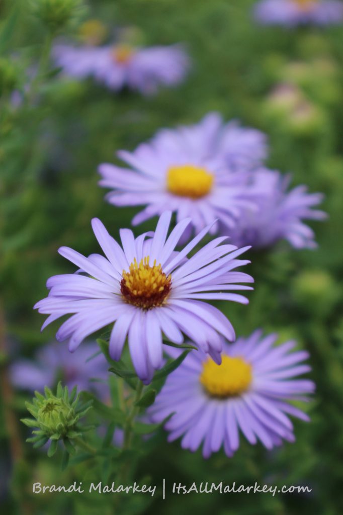 Asters. Image taken at the Olbrich Botanical Gardens in Madison, Wisconsin. Brandi Malarkey, artist. ItsAllMalarkey.com