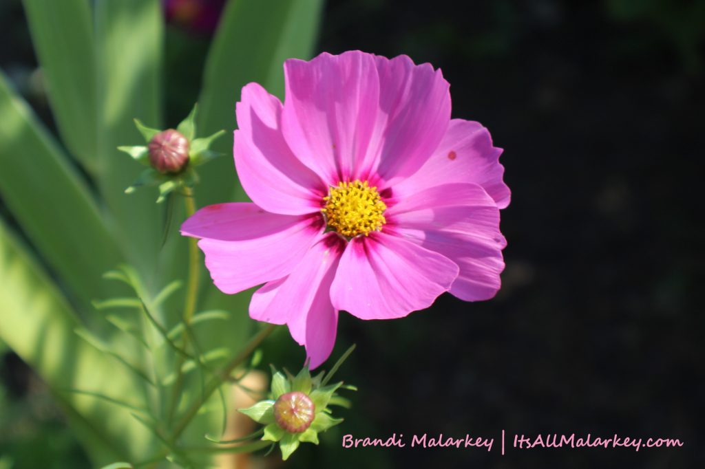Image taken at the Butterfly Garden at Yunker Farm in Fargo, North Dakota (Northern Plains Botanic Garden). Brandi Malarkey, Artist. ItsAllMalarkey.com