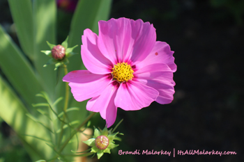 Annual Cosmos. Image taken at the Butterfly Garden at Yunker Farm in Fargo, North Dakota (Northern Plains Botanic Garden). Brandi Malarkey, Artist. ItsAllMalarkey.com