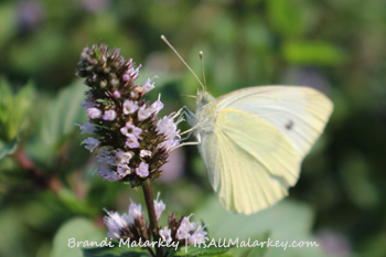 Cabbage Butterfly. Image taken at the ABC Gardens at Yunker Farm in Fargo, North Dakota (Northern Plains Botanic Garden). Brandi Malarkey, Artist. ItsAllMalarkey.com