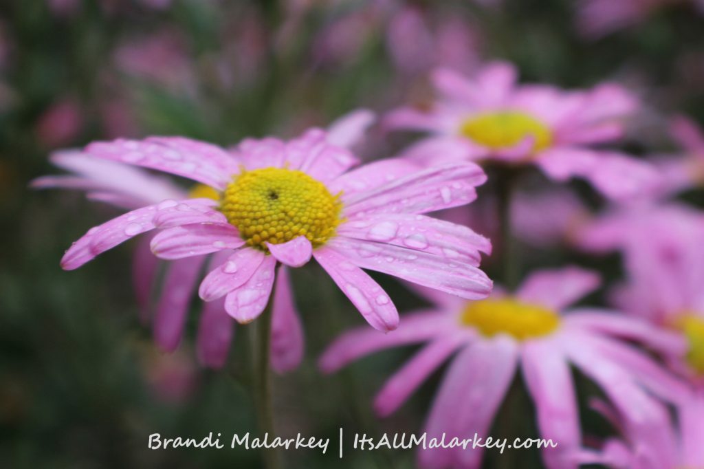 Chrysanthemum ‘Clara Curtis’. Image taken at the ABC Garden at Yunker Farm in Fargo, North Dakota (Northern Plains Botanic Gardens). Brandi Malarkey, artist. ItsAllMalarkey.com