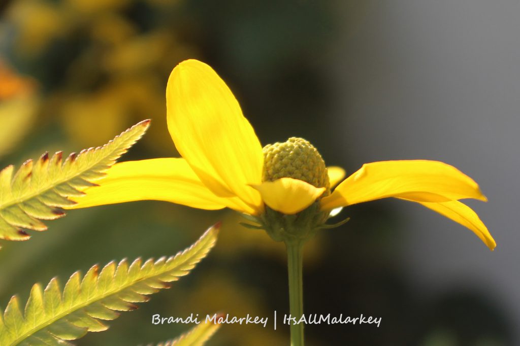 Coneflower. Image taken in Fargo, North Dakota. Brandi Malarkey, artist. ItsAllMalarkey.com