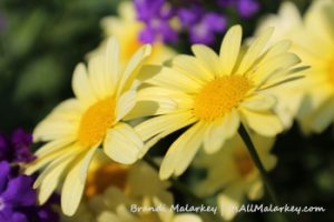 Double Daisy. Image taken at the Bergeson Nursery in Fertile, Minnesota. Brandi Malarkey, Artist. ItsAllMalarkey.com
