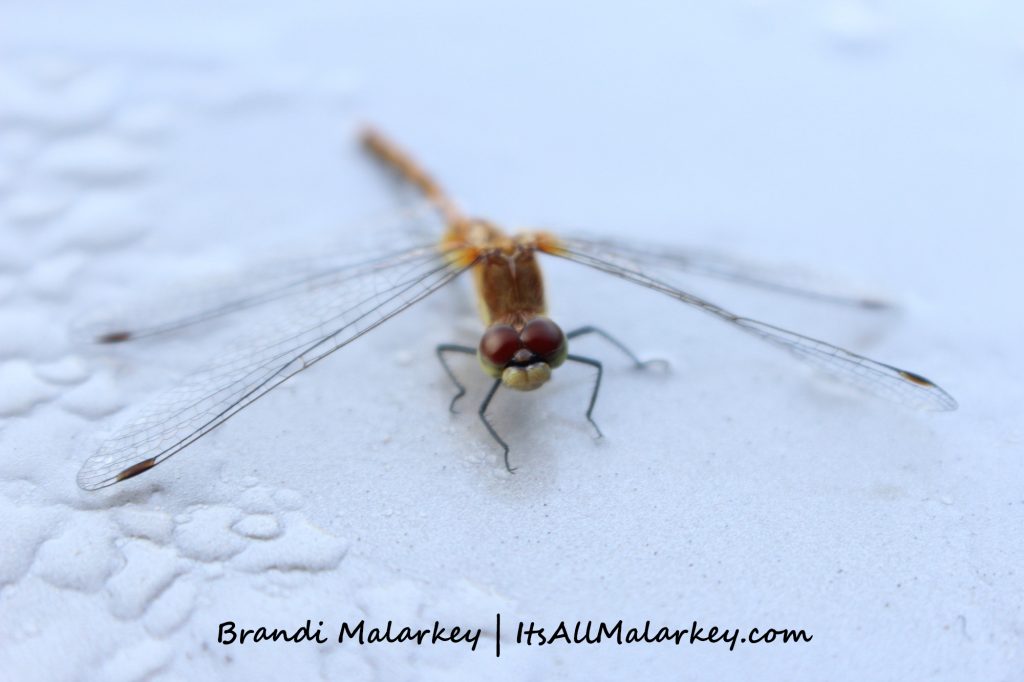 Gimli Dragonfly 1. Image taken at Gimli, Manitoba, near Lake Winnipeg, Canada. Brandi Malarkey, artist. ItsAllMalarkey.com