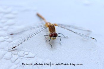 Gimli Dragonfly 1. Image taken at Gimli, Manitoba, near Lake Winnipeg, Canada. Brandi Malarkey, artist. ItsAllMalarkey.com