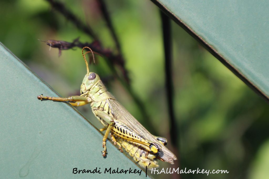 Longfellow Grasshopper. Image taken at the Longfellow Gardens at Minnehaha Regional Park Minneapolis, Minnesota. Brandi Malarkey, artist. ItsAllMalarkey.com