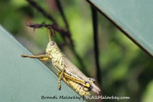Longfellow Grasshopper. Image taken at the Longfellow Gardens at Minnehaha Regional Park Minneapolis, Minnesota. Brandi Malarkey, artist. ItsAllMalarkey.com