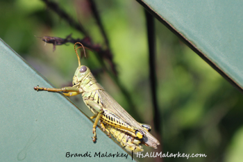 Longfellow Grasshopper. Image taken at the Longfellow Gardens at Minnehaha Regional Park Minneapolis, Minnesota. Brandi Malarkey, artist. ItsAllMalarkey.com