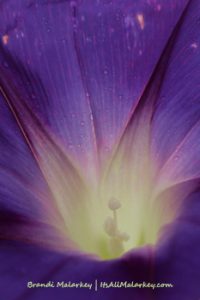Morning Glory. Image taken at the ABC Garden at Yunker Farm in Fargo, North Dakota (Northern Plains Botanic Gardens). Brandi Malarkey, artist. ItsAllMalarkey.com