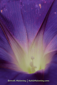 Morning Glory. Image taken at the ABC Garden at Yunker Farm in Fargo, North Dakota (Northern Plains Botanic Gardens). Brandi Malarkey, artist. ItsAllMalarkey.com