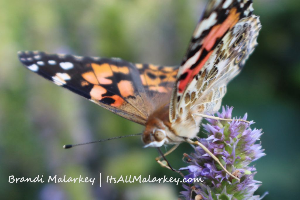 Image taken at the ABC Gardens at Yunker Farm in Fargo, North Dakota. Brandi Malarkey, Artist. ItsAllMalarkey.com