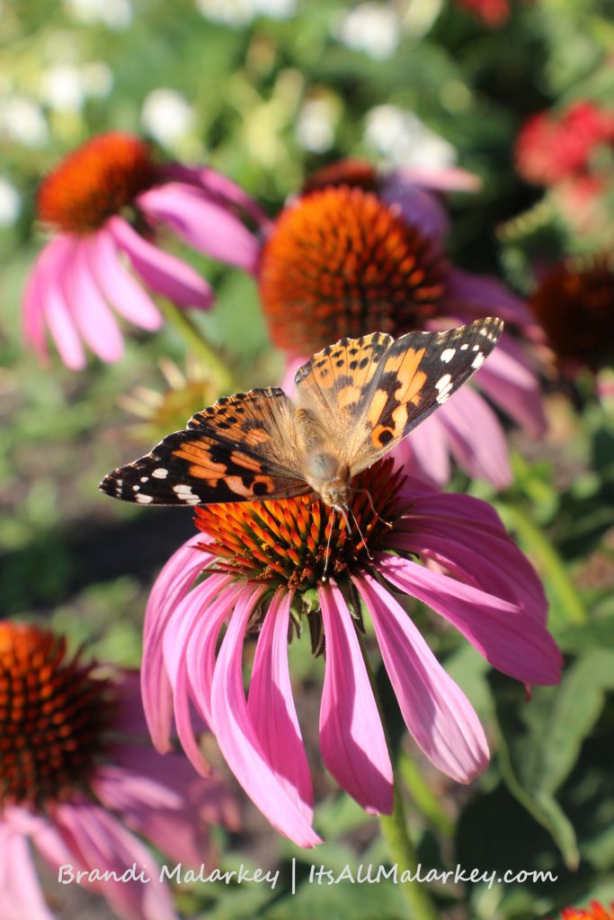 Painted Lady with Echinacea. Image taken at the Butterfly Gardens at Yunker Farm in Fargo, North Dakota (Northern Plains Botanic Garden). Brandi Malarkey, artist. ItsAllMalarkey.com