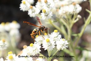 Image taken at the Minnesota Landscape Arboretum in Chaska, Minnesota. Brandi Malarkey, Artist. ItsAllMalarkey.com