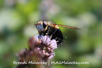Image taken at the ABC Gardens at Yunker Farm in Fargo, North Dakota. Brandi Malarkey, Artist. ItsAllMalarkey.com