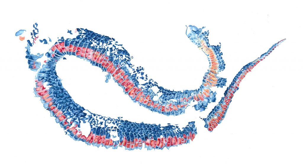 Snake Skin, inspired by Maplewood State Part. Brandi Malarkey, artist. ItsAllMalarkey.com