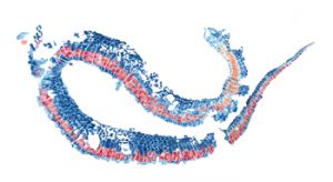 Snake Skin, inspired by Maplewood State Park. Brandi Malarkey, artist. ItsAllMalarkey.com