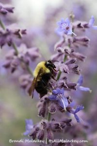 Image taken at the NDSU Horticulture Research & Demonstration Gardens. Fargo, North Dakota. Brandi Malarkey, Artist. ItsAllMalarkey.com